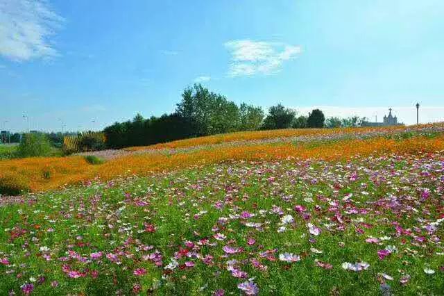 6月15日沁源花坡一日游看山花烂漫大风车呼吸新鲜空气