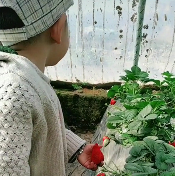                    “小机灵鬼宝宝”草莓地“偷吃”走红，四处张望的小动作萌化了