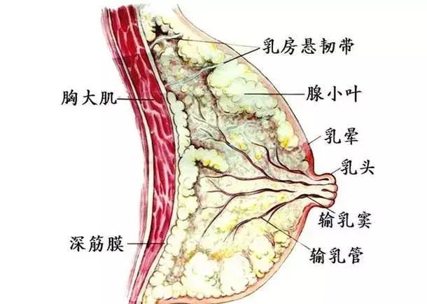 产后胸部有硬块怎么办