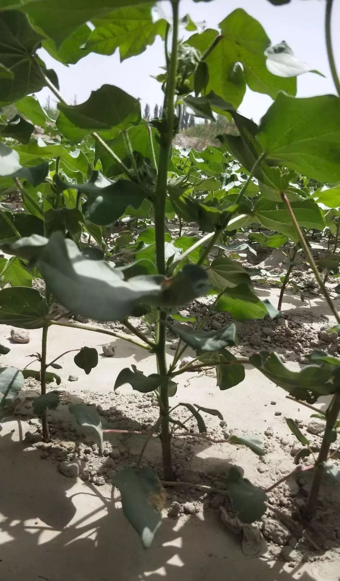 棉花种植我的棉花怎么了始果节有了但后面的花蕾去哪了