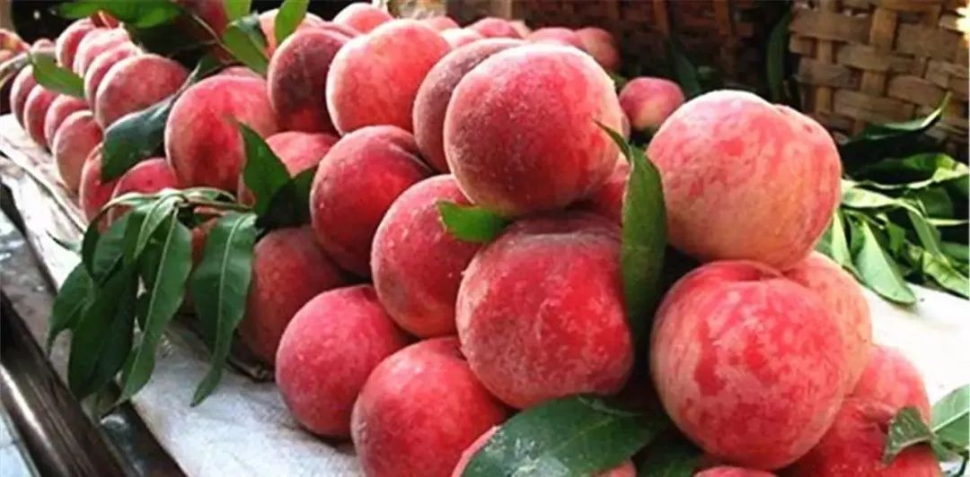 一点红怎么吃功效好 8378858c474249e2b4c179f8f17f25f1.jpeg