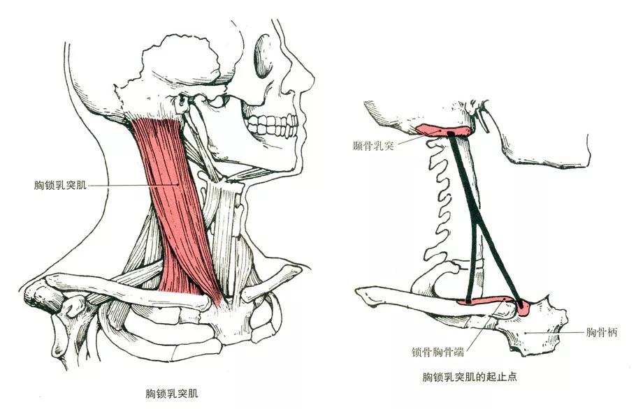 这根血管是大脑生命线,很重要