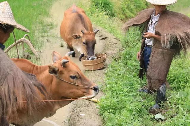 禾苗青青落泥地 稻花香里看云和耕种习俗