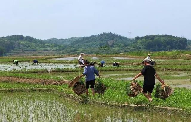 禾苗青青落泥地 稻花香里看云和耕种习俗