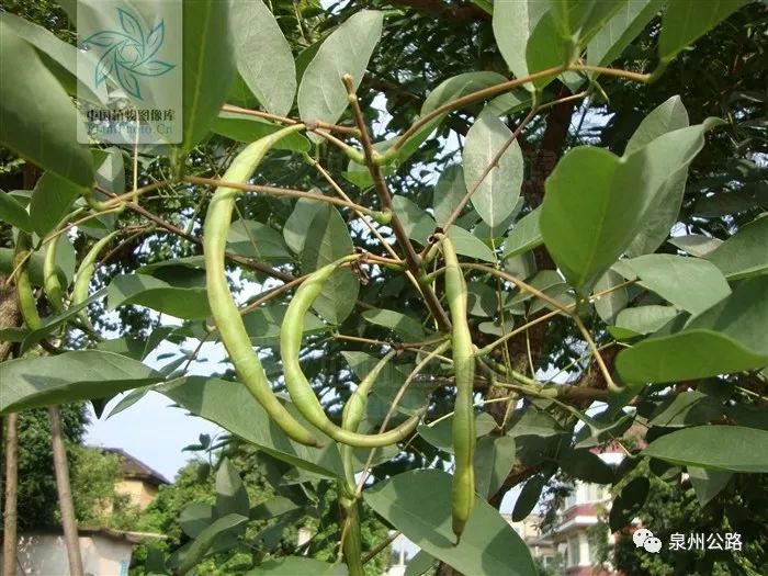 【路边植物】花似鸡冠,又如象牙_刺桐