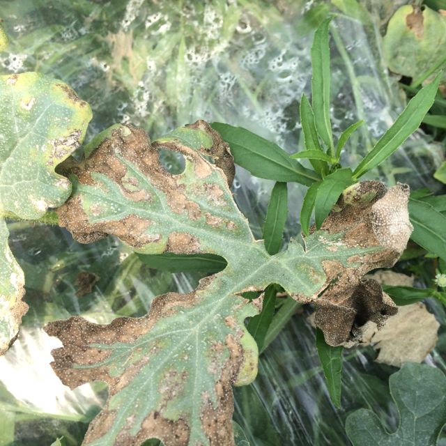 瓜农必备的种植手册西瓜24种病害高清图谱及防治方法