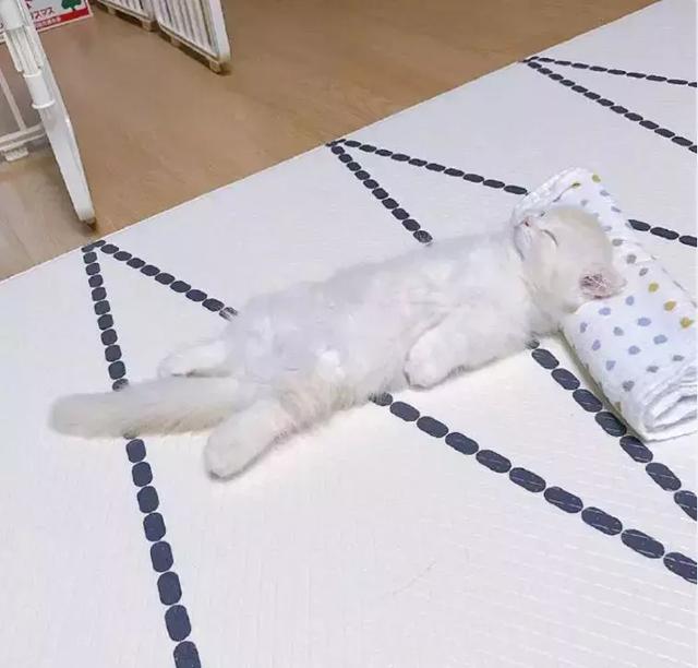 宠物的奇葩睡姿,哈哈哈哈哈