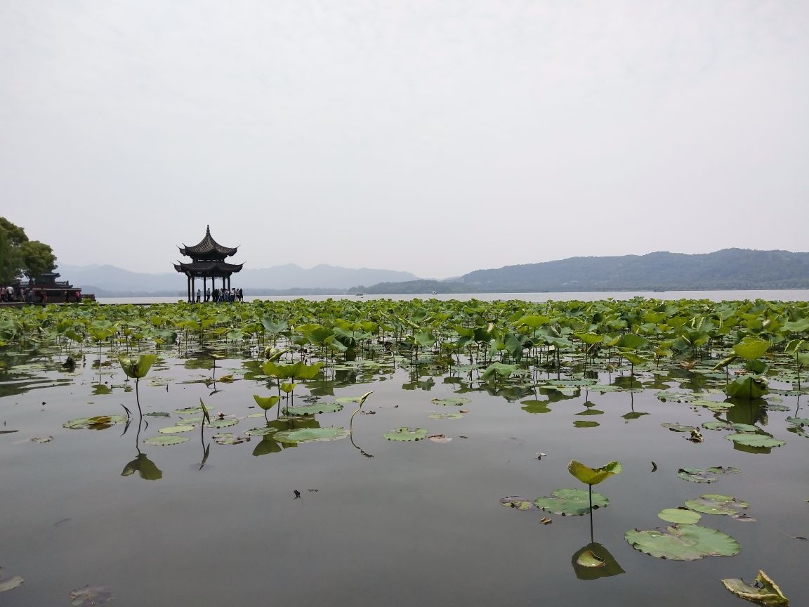 那杭州美景盖世无双西湖岸奇花异草四了季个清香