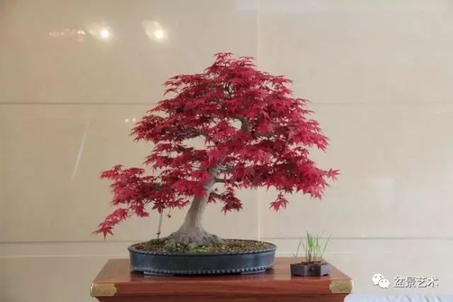 枫树盆景制作