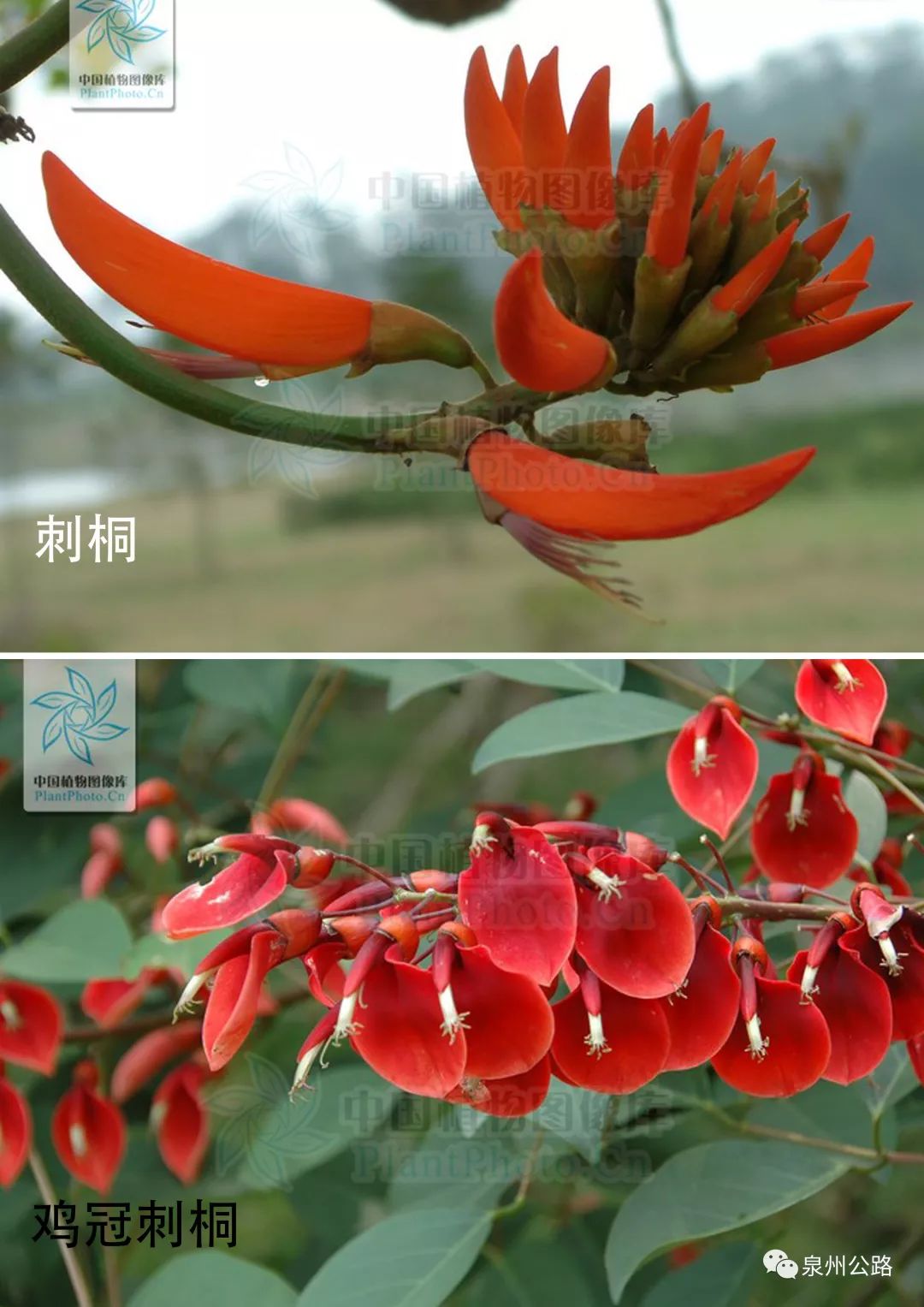 【路边植物】花似鸡冠,又如象牙_刺桐