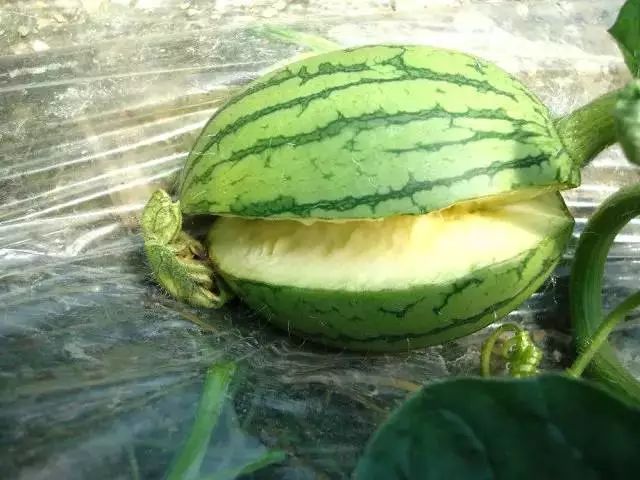 a7c9f09a65ab4cce90ba637ec42fbbbc.jpeg