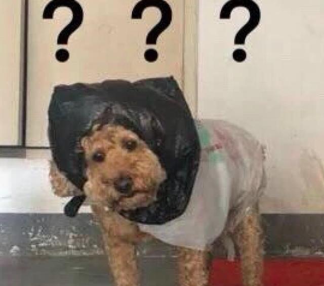 奶奶怕泰迪被雨淋濕，於是用塑膠袋給它做了件雨衣，阿拉伯狗狗？ 寵物 第3張