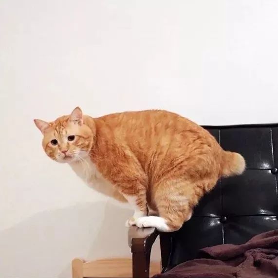 日本这只丧丧的猫咪火了,像极了每天早起去上班的我哦