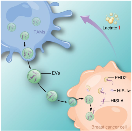 Nature Cell Biology:外泌体LncRNA帮助免疫细胞“叛变”--乳腺癌恶化新机制