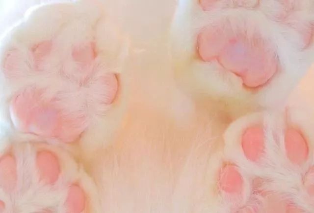 爪控不要错过,粉嫩嫩的猫爪太治愈人了!_jiojio