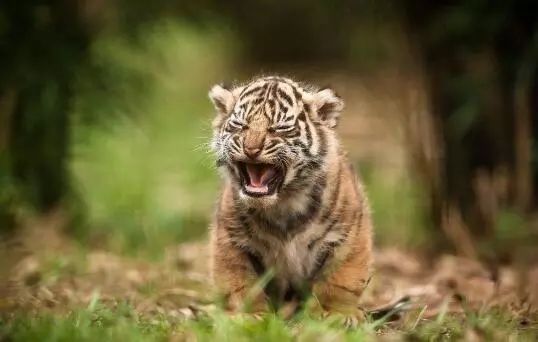 黄鼠狼觅食 打一成语 猜一字_黄鼠狼(2)