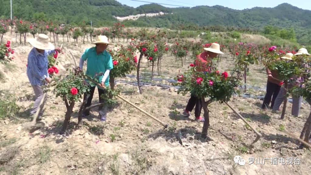 罗山县经济总量_罗山县地图