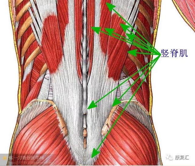 30颈髂肋肌肌连接:下方,至上6个肋骨的上缘.上方,至中间颈椎的横突.