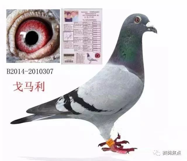 信鸽10 cabf62a515064886b3ec473bd9e78fdd.jpeg