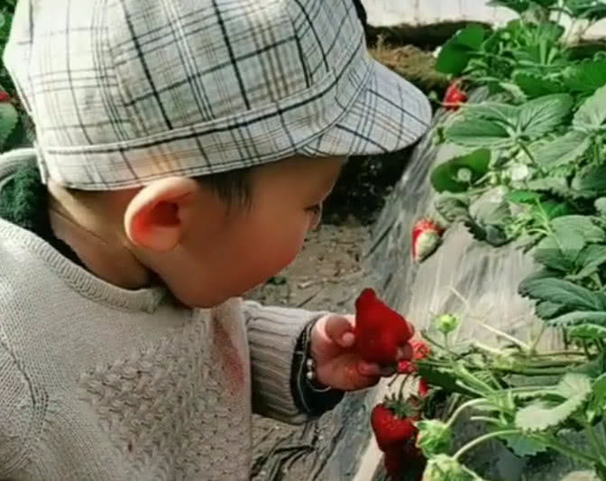                     “小机灵鬼宝宝”草莓地“偷吃”走红，四处张望的小动作萌化了