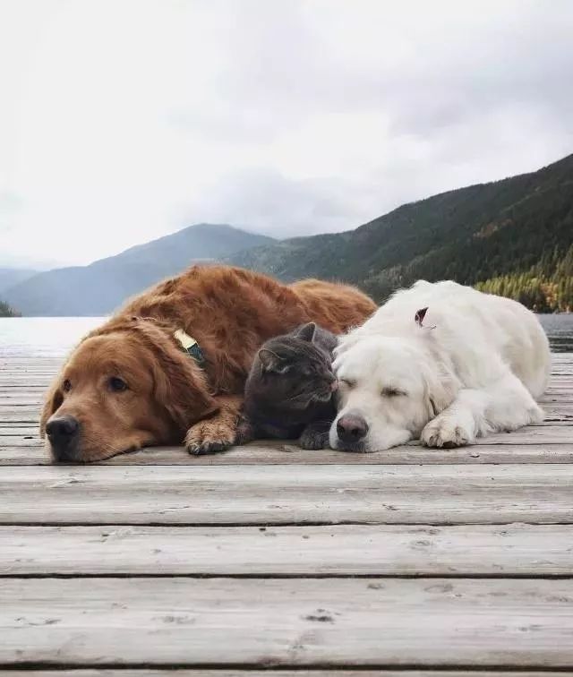 这只猫才是猫生赢家啊,这种生活太幸福了吧!