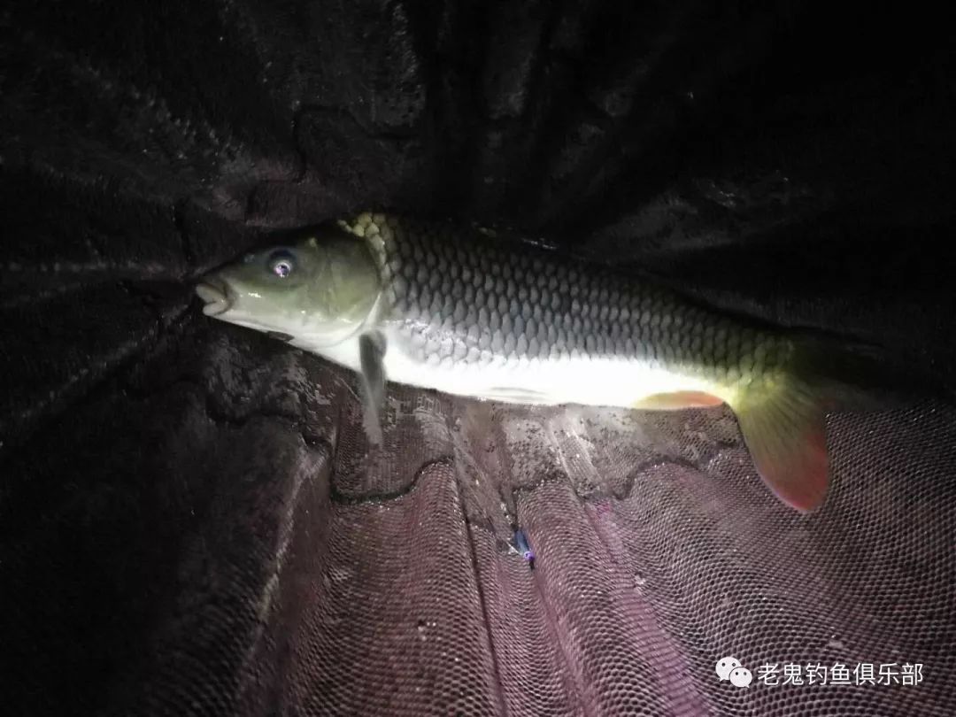 夏季夜钓,掌握这6点,抱得大鱼归!
