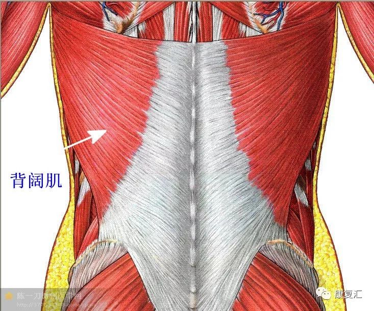 解剖干货康复常用肌肉彩图详解赶快收藏