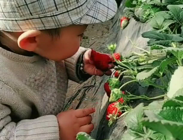                     “小机灵鬼宝宝”草莓地“偷吃”走红，四处张望的小动作萌化了