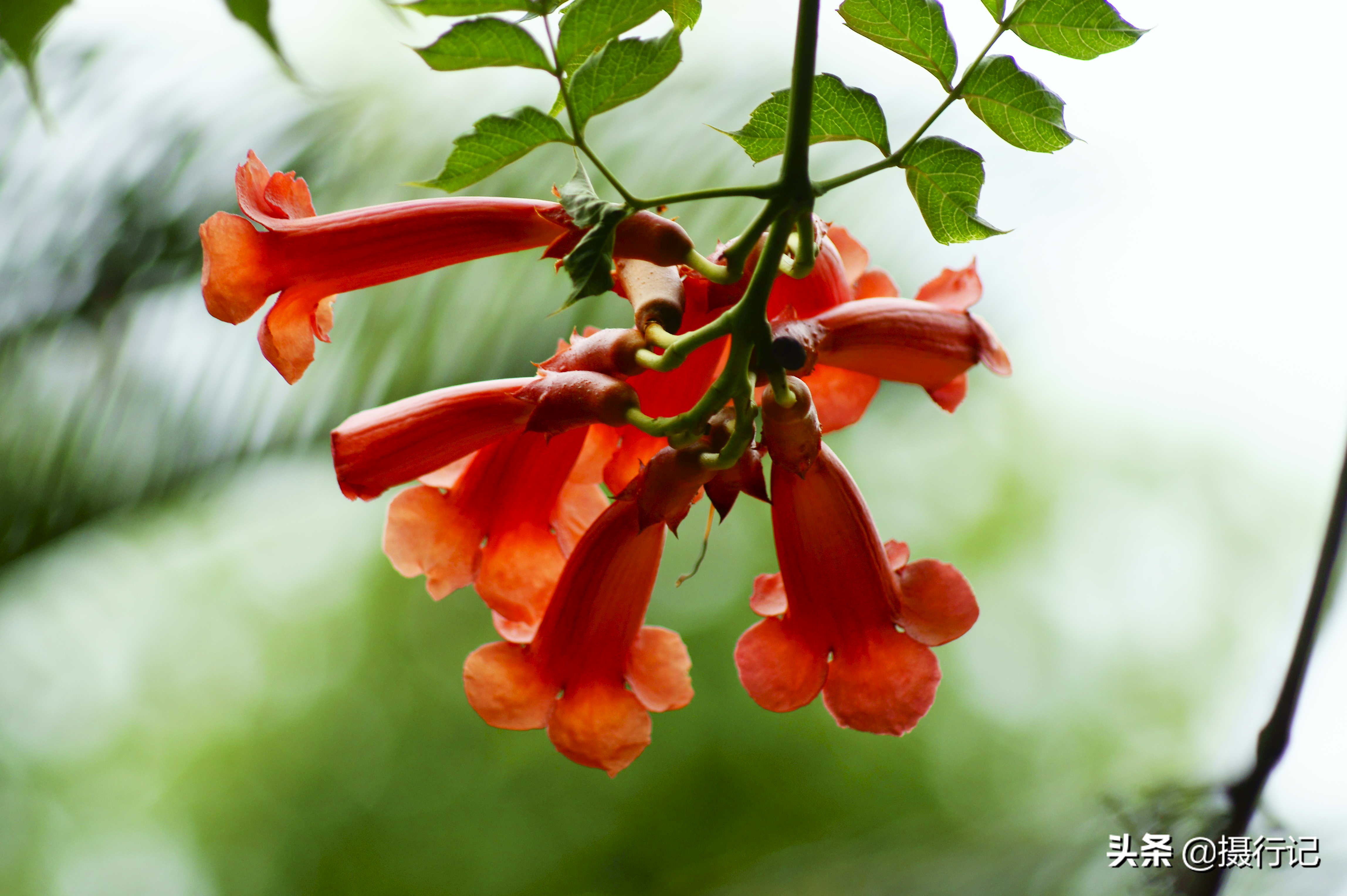 花卉摄影:夏日凌霄花绽放