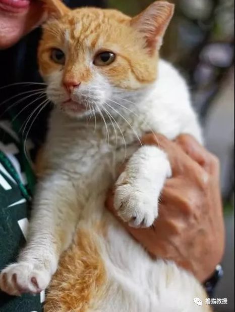 怎么养小猫不咬人 0584f71f425a42f6ad4e85ae4634c2d8.jpeg