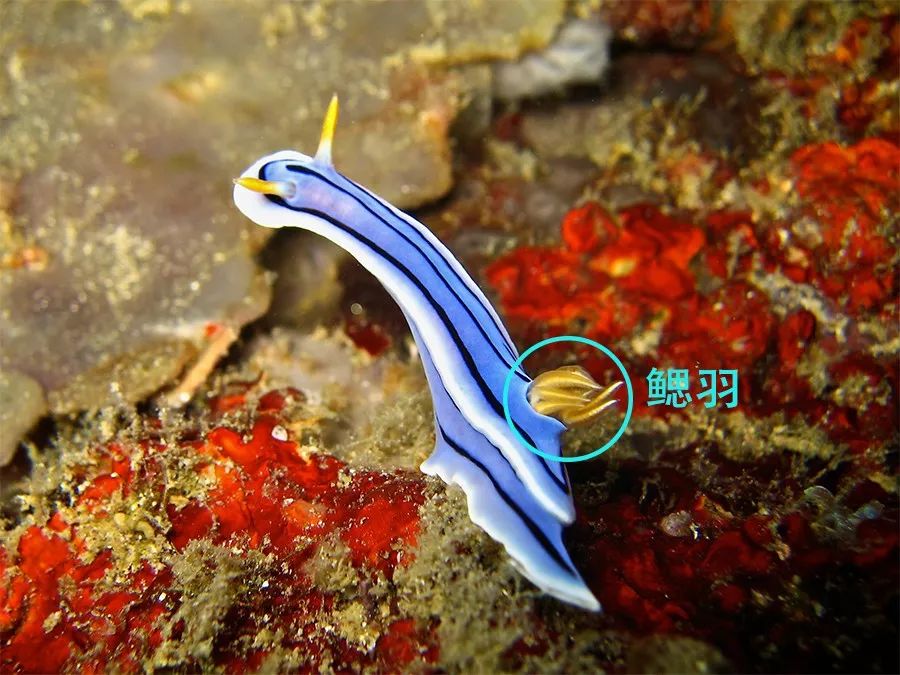 碎毛盘海蛞蝓(jorunna parva)