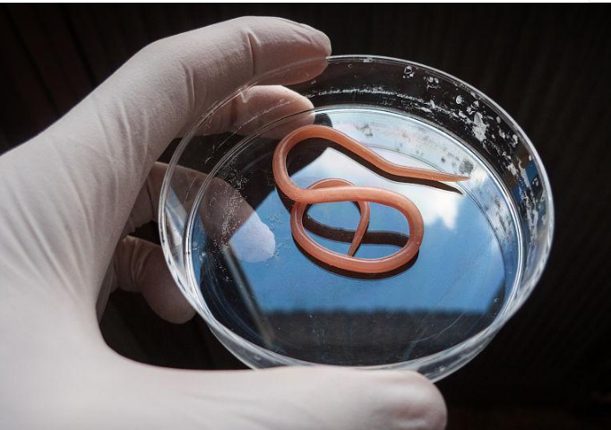                     原创            给孩子打虫，不能早于这个年龄，过早过晚都不好，影响宝宝健康