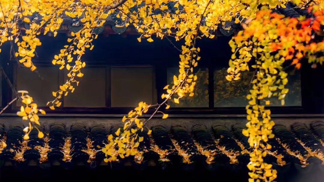 【云天社@安徽分社】让爱铺满大地 作者\/德(美