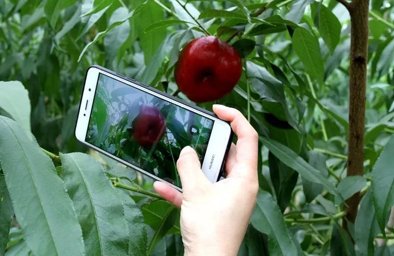 OB体育如果龙泉驿的夏天有味道那一定是水蜜桃味的！(图8)