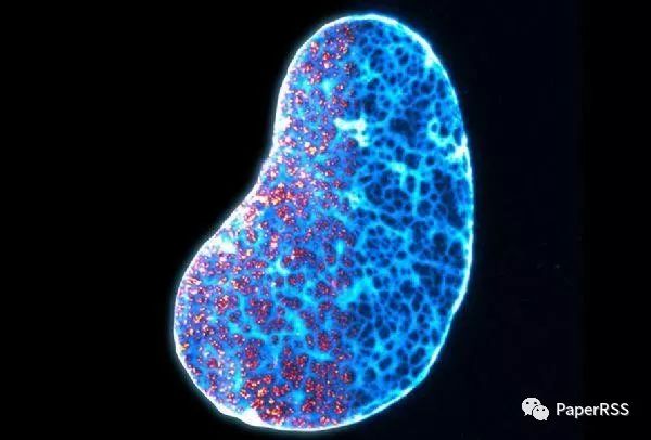 3, 人类细胞的核片(nuclear lamina of   human cell)