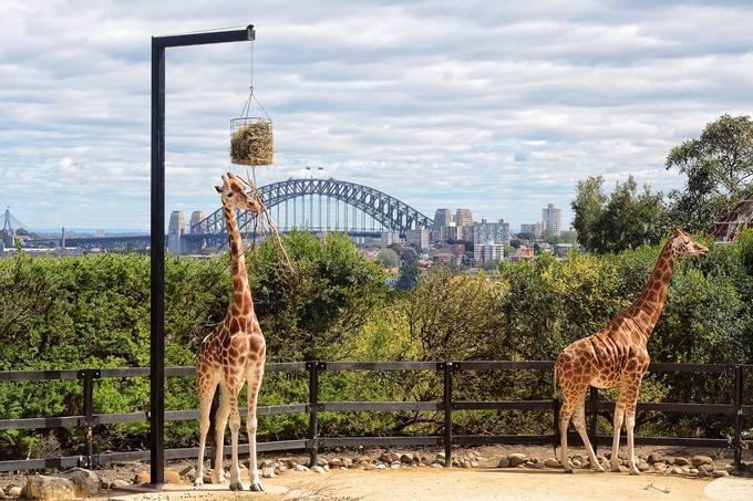 澳大利亚自由行最新旅游攻略-悉尼泰朗加动物园游玩攻略