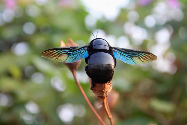 昆虫的排名_昆虫简笔画