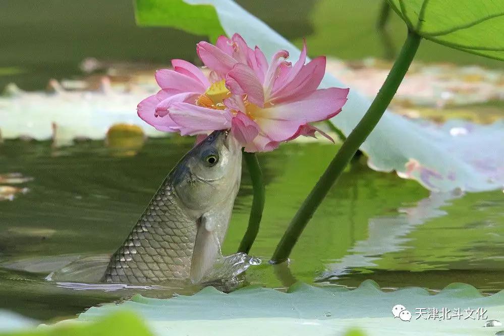 梦游鱼岸，捕捉寓意深远的行走之鱼