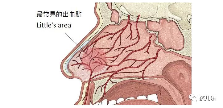 这里的粘膜薄,静脉没有瓣膜,医学上称为鼻腔易出血区