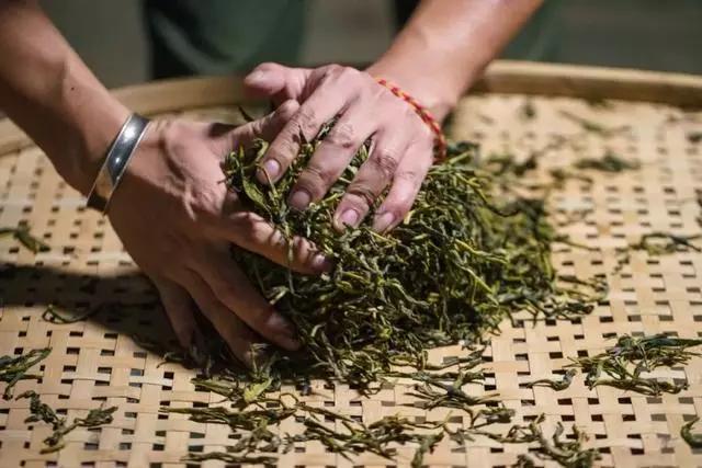 【茶工艺】普洱茶的好滋味都是"揉捻"出来的!_茶叶