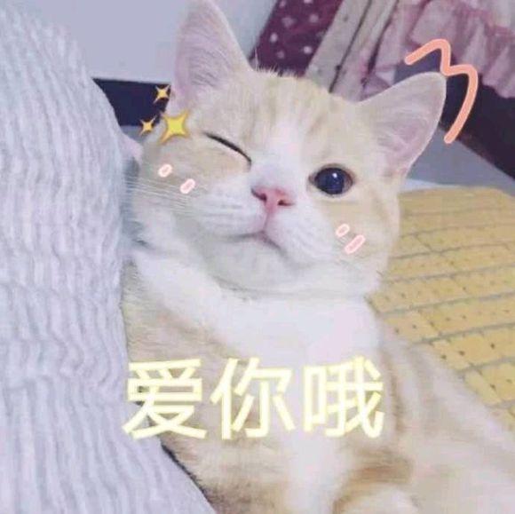 猫咪表情包|劳资的心,收好