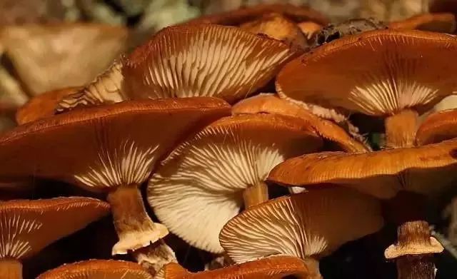 蘑菇加工企业 30e20a81fe4747c6844877c18e952260.jpeg