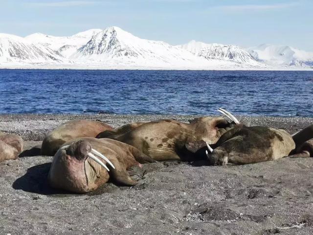 原創
            這對上海的蜜斯妹，帶著國貨之光就往北極探險了！ 旅遊 第16張