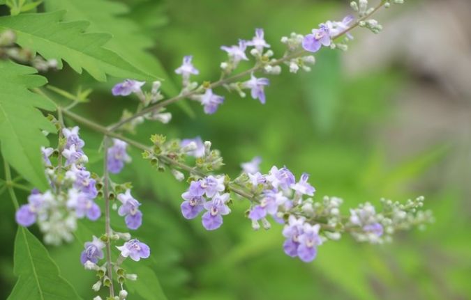 道远生态茶园伴生物种34牡荆