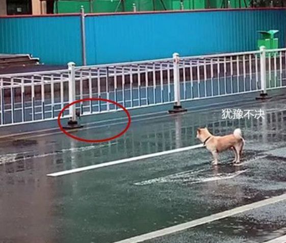 下雨天一只狗穿梭在馬路中心，剛想驅趕它，走進後才發明自愧不如 寵物 第2張