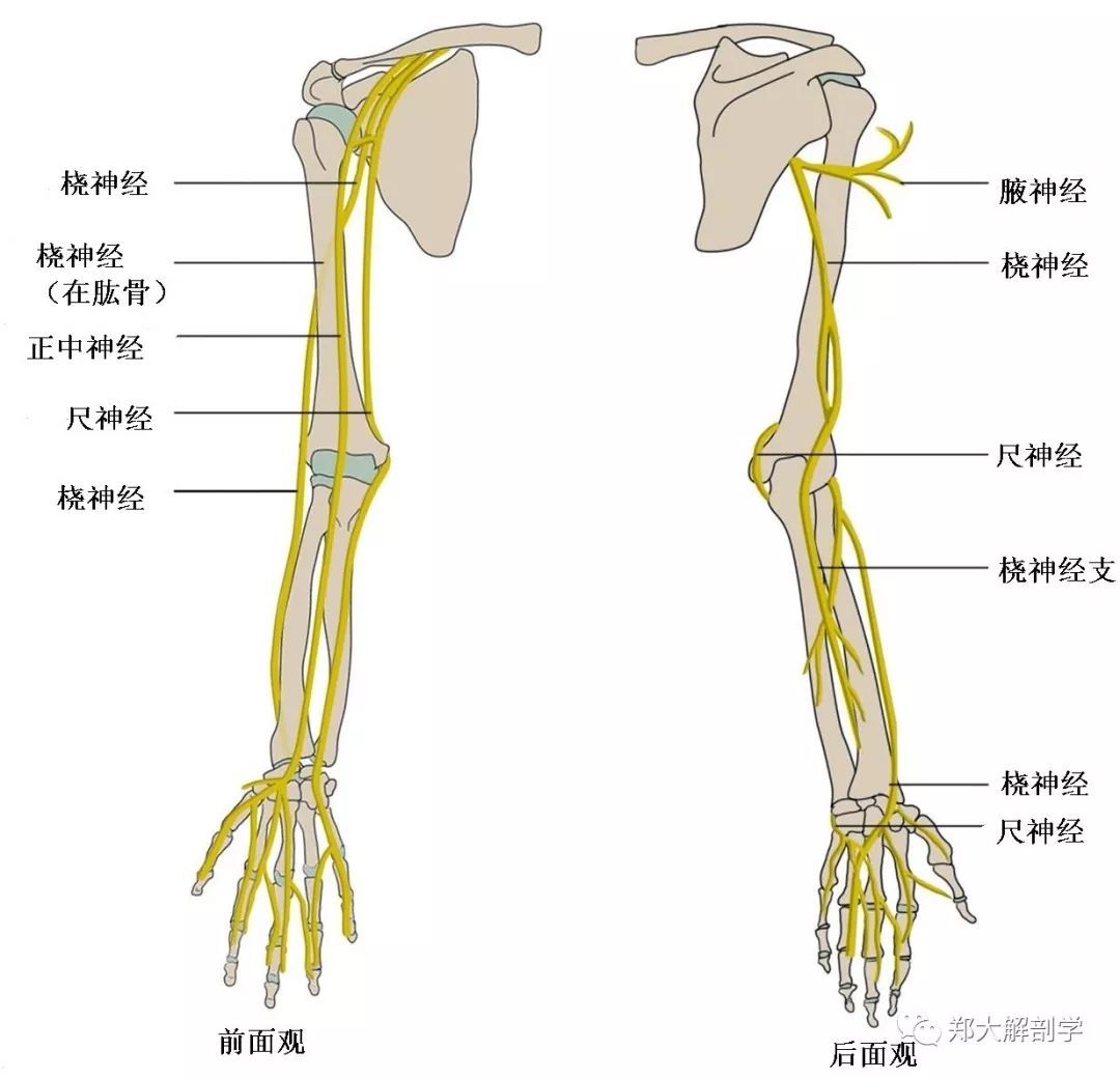 浅屈肌键弓,在前臂正中下行,到达腕部,于桡侧腕屈肌腱和掌长肌腱之间