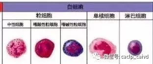 白细胞分类根据白细胞的形态,功能和来源部位可以分为3大类:粒细胞