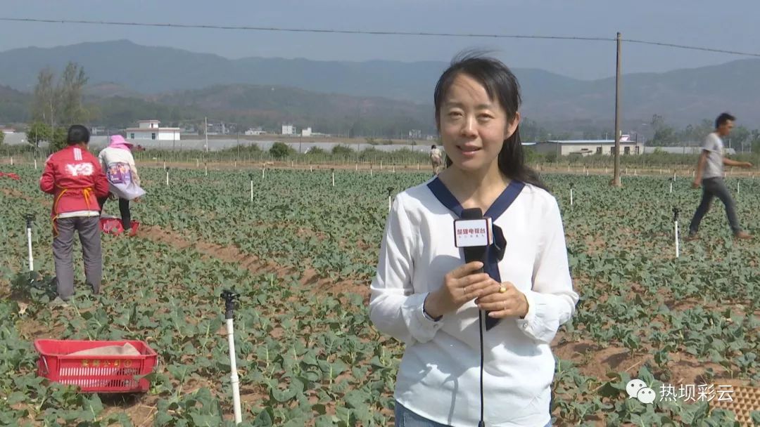 禄丰花香菜绿彩云镇现代农业促增收