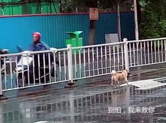 下雨天一只狗穿梭在馬路中心，剛想驅趕它，走進後才發明自愧不如 寵物 第3張