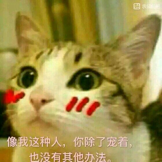 猫咪恋爱表情包发誓爱你一辈几